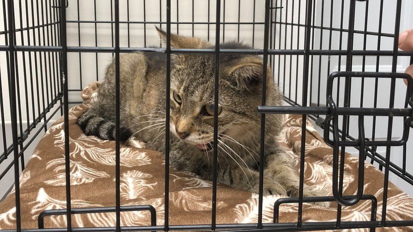 FOTOS: Un gato desaparecido se reúne con su dueña 11 años después