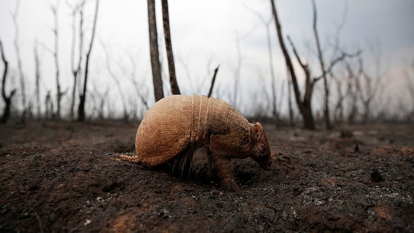 Erradicando la vida: las graves consecuencias de los incendios forestales en la Amazonía