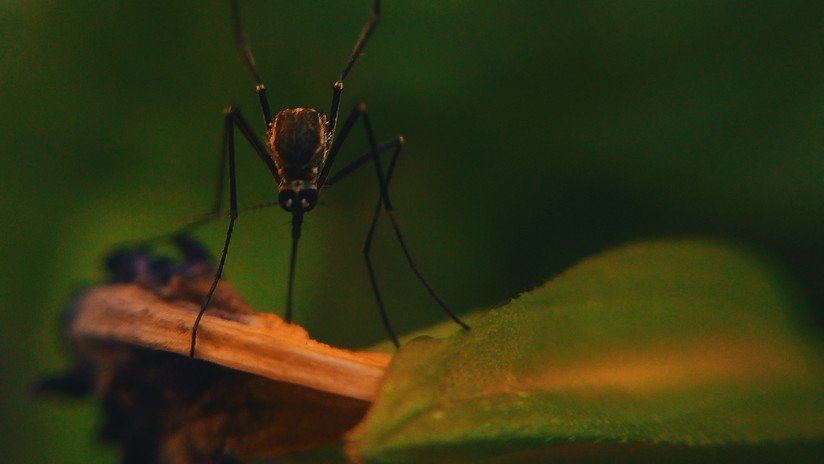 Advierten del riesgo "crítico" de un virus resistente a los medicamentos y capaz de provocar daños cerebrales en Massachusetts