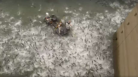 VIDEO: Kentucky lanza barcos 'electocutadores' para frenar una 'invasión' de carpas