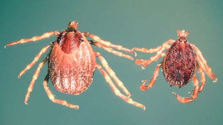 Una peligrosa 'supergarrapata' que corre y persigue a sus presas alarma a Europa (FOTO)