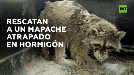 Un mapache atrapado en hormigón es rescatado por unos obreros