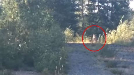 VIDEO: Una mujer se salva de ser atacada por un puma gracias a una canción de Metallica