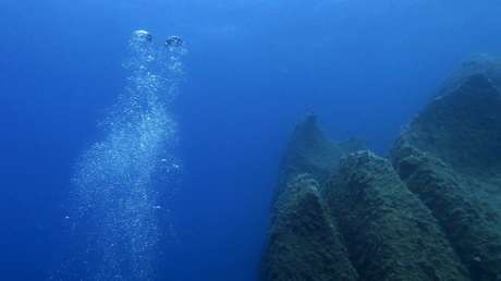 VIDEO: Logran filmar en el océano Pacífico un animal casi imposible de captar por su reducido tamaño