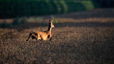 FOTOS: Captan un ciervo recubierto de horribles tumores