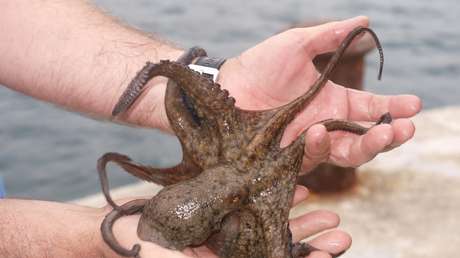 FOTOS: Una mujer se pone un pulpo en la cara y termina en la sala de emergencias con parálisis facial