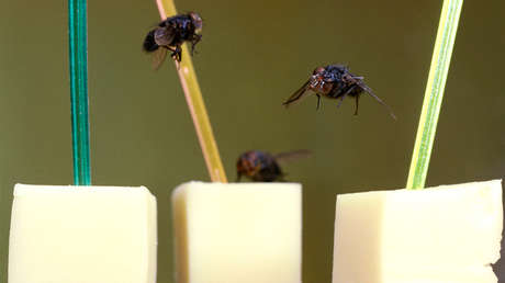 Un restaurante español se llena de carteles con el número 58... para espantar moscas