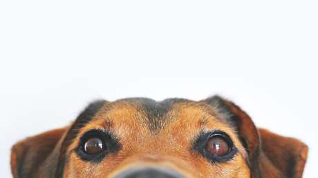 Dictan la primera condena a prisión por maltrato animal de la historia de México