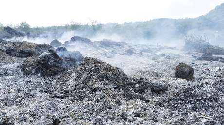FOTOS: Descubren un bosque fósil en China de hace 400 millones de años, el más antiguo de Asia