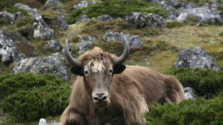 ¿Por qué el Ejército de China recluta 'vacas peludas'?