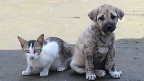 Envenenamientos masivos de animales reabren el debate sobre las penas leves en Ecuador