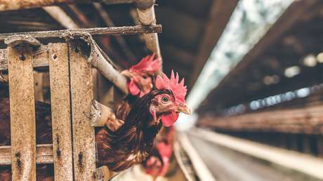 Un deportista decapita a un gallo vivo de un mordisco y enfurece a los protectores de animales