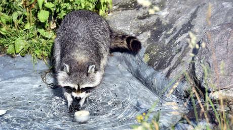 VIDEO: Una cría de mapache enferma consigue moverse usando una 'silla de ruedas'