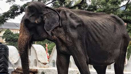 FOTOS: Publican imágenes del cuerpo demacrado de una elefanta que suele estar oculto por un disfraz