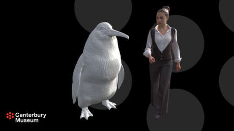 Encuentran en Nueva Zelanda los restos de un "pingüino monstruo" de la estatura de una persona adulta