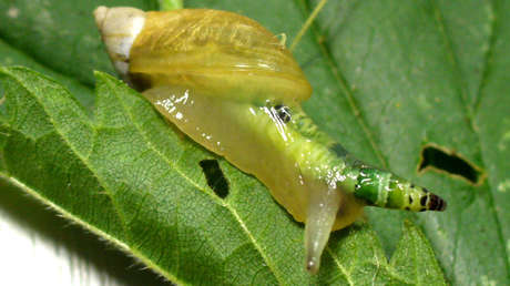 VIDEO: Captan a un caracol 'zombi' con los cuernos destellando en colores psicodélicos