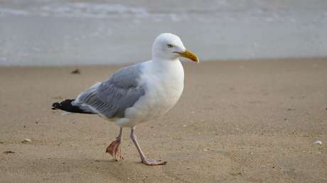 VIDEO: Una gaviota se come a una cría de tiburón viva