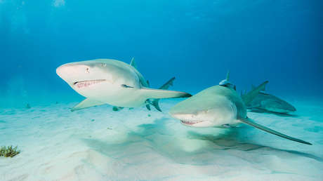 VIDEO: Un tiburón de cinco metros roza el velero de una familia