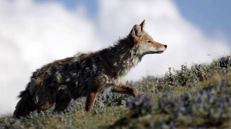EE.UU. revoca la decisión de usar 'bombas de cianuro' para matar animales salvajes