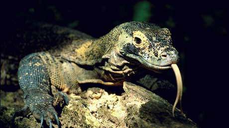 Un lagarto varano ataca ferozmente a una pareja que intentaba salvar a su perro