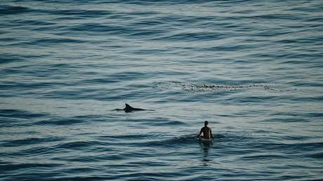Un tiburón ataca a una niña de 9 años en una playa de EE.UU.