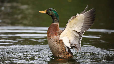 Deja su empleo para hacer videos en los que grita a su pato y son seguidos por casi tres millones de personas