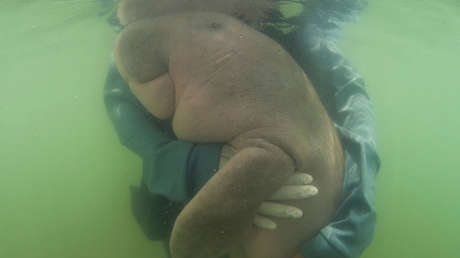 Una vaca marina rescatada que se volvió viral tras abrazarse con los veterinarios muere a causa del plástico que tenía en su estómago