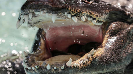 Un caimán de más de dos metros detiene el tráfico en una carretera inundada en Florida