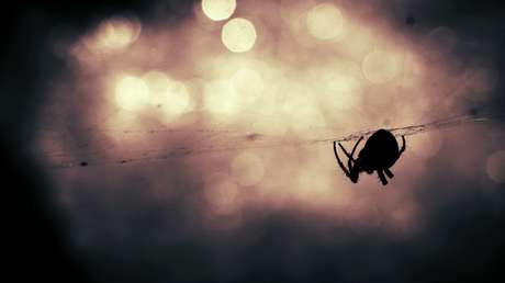 Estudio: Huracanes y tormentas impulsan la evolución de arañas más agresivas
