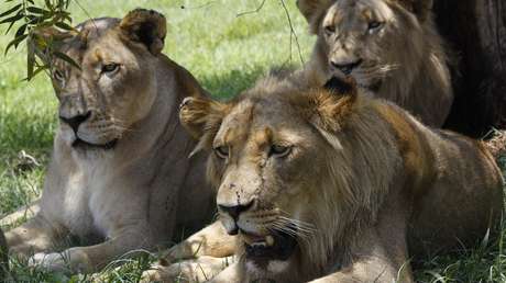 VIDEO: Un guía de safari se lleva una desagradable sorpresa al seguir las huellas de unos leones camuflados entre la hierba