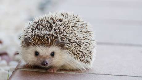 Reino Unido: Cuatro menores matan a un erizo tras patearlo como si fuera una pelota de fútbol