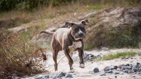 Un perro salva a su dueño de las fauces de un tiburón