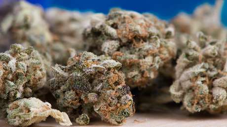 Policía de Buenos Aires incauta dos toneladas de marihuana en un criadero de pollos