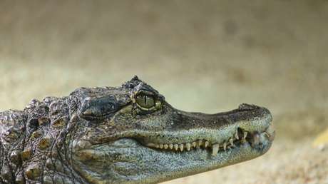 VIDEO: Un cocodrilo escala la valla de una base militar en EE.UU.