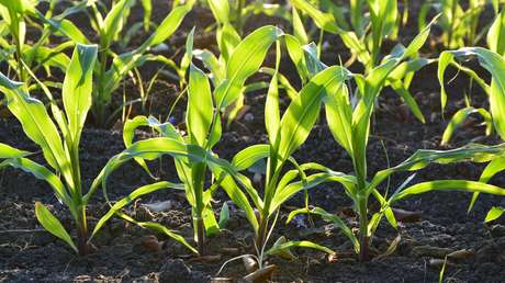 Se suicida el autor del mayor fraude de alimentos orgánicos en EE.UU. poco después de ser sentenciado