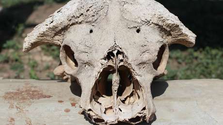 Hallan una extraña calavera 'ciega' en una playa británica y la Red se llena de conjeturas