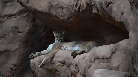 "Era él o yo": Un hombre pelea cuerpo a cuerpo con un puma en Argentina