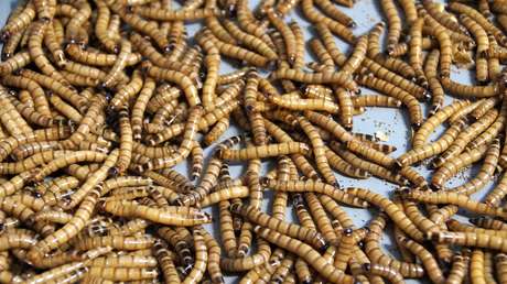 Un chino vive durante 30 años con un parásito que le causaba dolores de cabeza y epilepsia