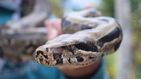EE.UU.: La cámara de seguridad de su casa le advierte que le espera una desagradable sorpresa en la puerta