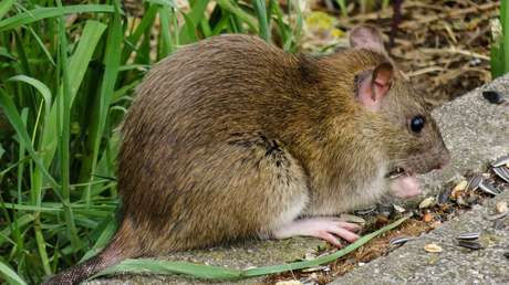 VIDEO: Filman en Moscú una rata 'equilibrista'