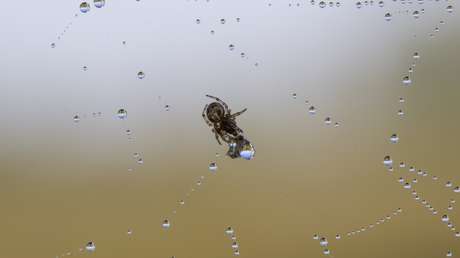 "Agua" en el oído de una mujer resultó ser una araña parda altamente venenosa (FOTO)