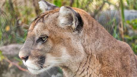 VIDEO: Pumas y linces en Florida tropiezan y caminan de manera extraña (y nadie entiende por qué)