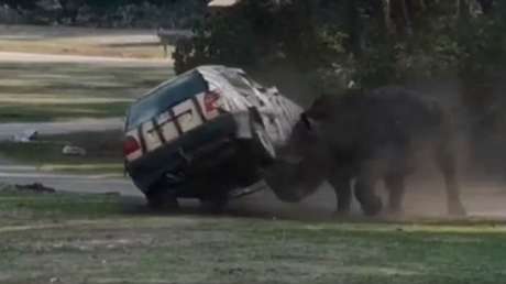 VIDEO: Un rinoceronte ataca furiosamente el auto de una cuidadora en un parque
