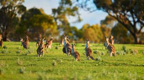 VIDEO: Investigan la extraña muerte de decenas de ualabíes en Australia
