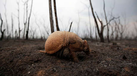 Erradicando la vida: las graves consecuencias de los incendios forestales en la Amazonía