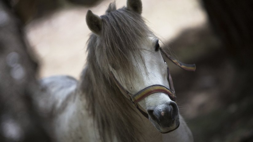 VIDEO: Filman a un caballo miniatura a bordo de un avión de American Airlines