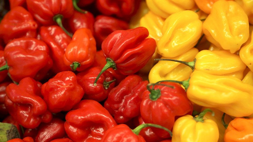 Detienen al 'rey del chile habanero' que impulsaba una criptomoneda para comprar marihuana en México