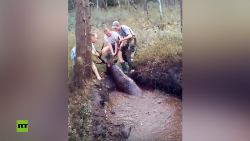 VIDEO: Unos cazadores rescatan a un ciervo atrapado en un pantano de Bielorrusia