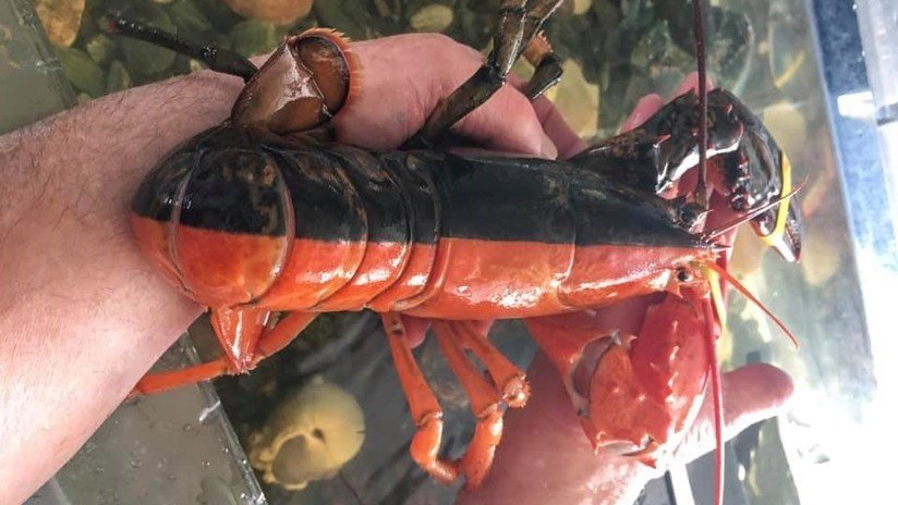 FOTOS: Encuentran una rara langosta bicolor en Estados Unidos