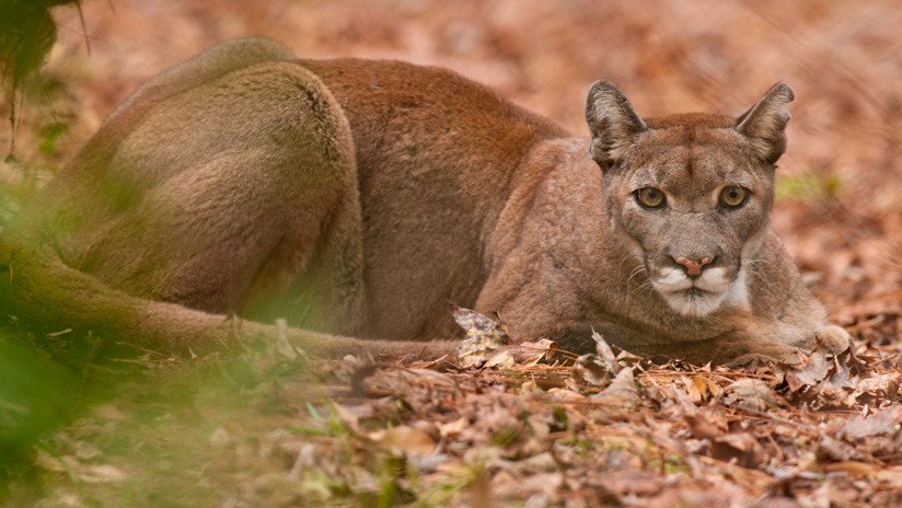 Se enfrenta a  un tribunal por haber matado a un puma protegido de un tiro en la cabeza en EE.UU.